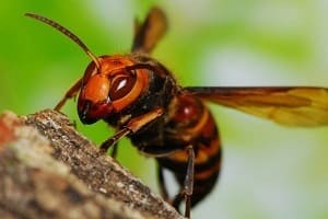 蜂の巣・ハチ駆除